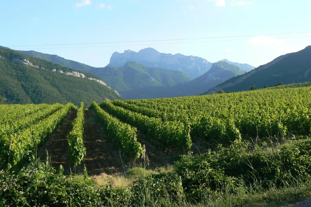 vignobles
